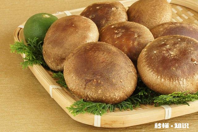 油麦菜能和鸡腿香菇搭配吗能好吃吗