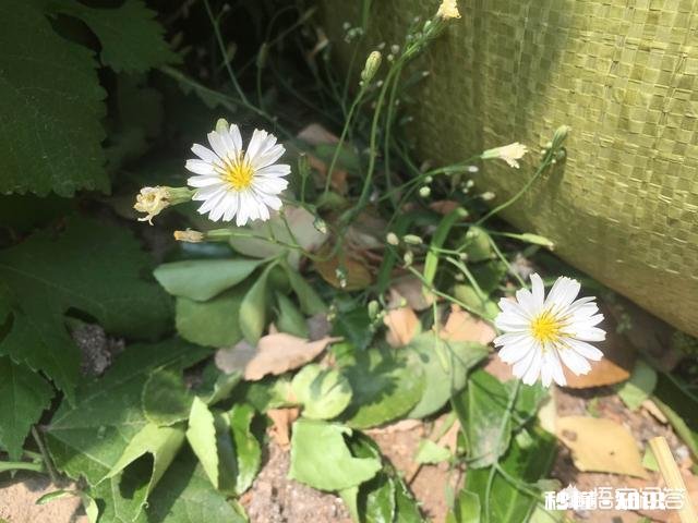 农村采摘野菜能吃吗营养价值高吗