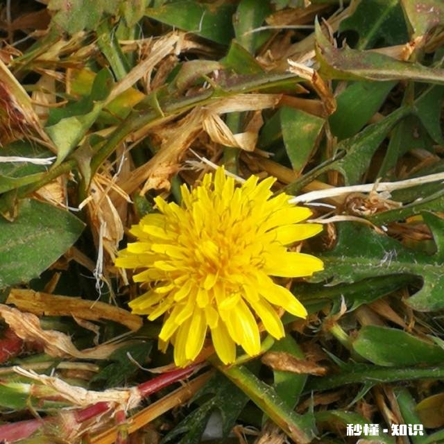 农村采摘野菜能吃吗营养价值高吗