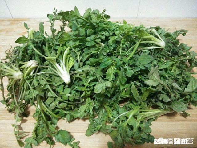 农村采摘野菜能吃吗营养价值高吗