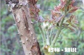 农村采摘野菜能吃吗营养价值高吗