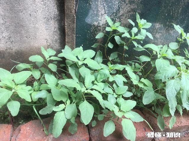 农村采摘野菜能吃吗营养价值高吗