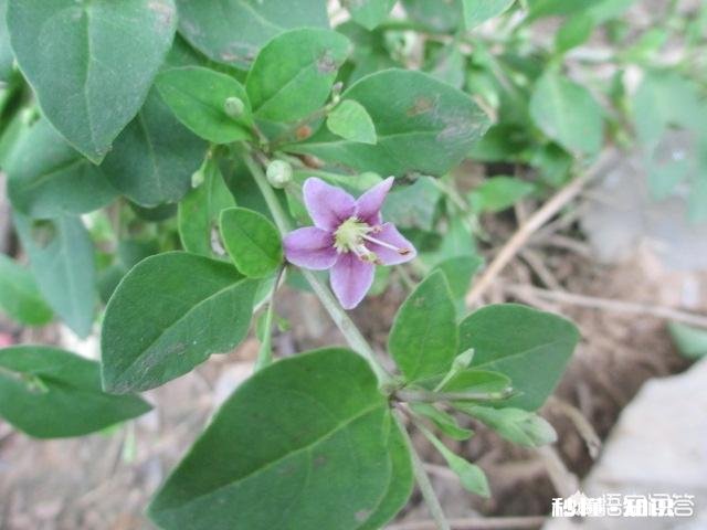 农村采摘野菜能吃吗营养价值高吗