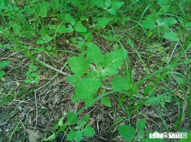 农村采摘野菜能吃吗营养价值高吗