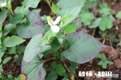 农村采摘野菜能吃吗营养价值高吗