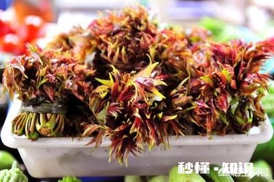 农村采摘野菜能吃吗营养价值高吗