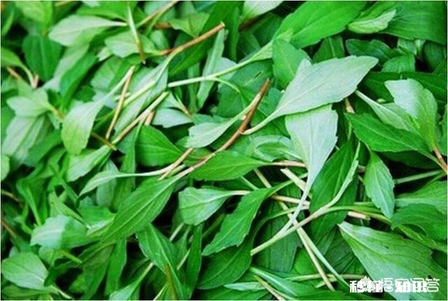 农村采摘野菜能吃吗营养价值高吗