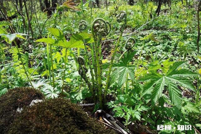 农村采摘野菜能吃吗营养价值高吗