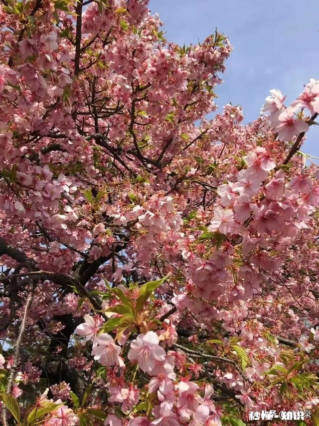 怎么样看待有些人不去武大校园赏樱花,而专程去日本赏樱的行为