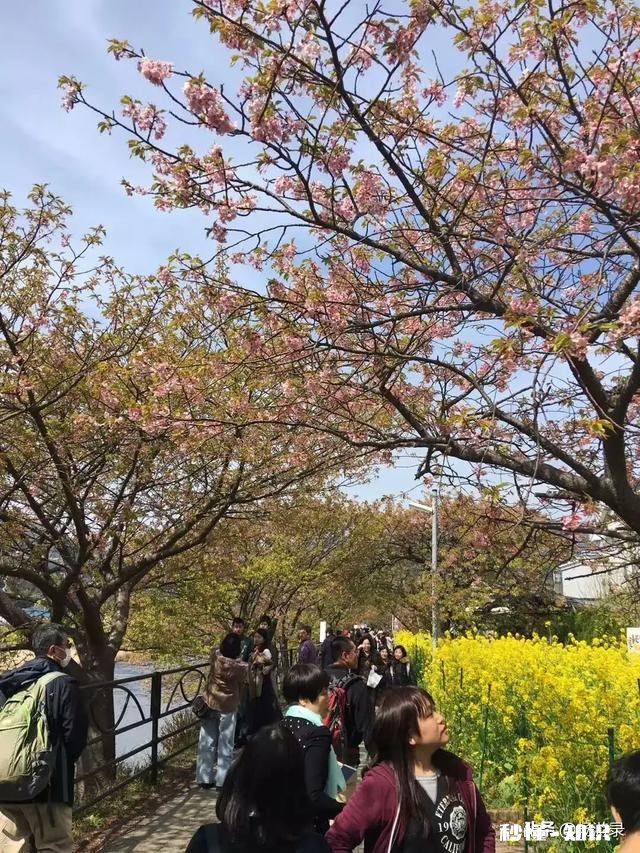 怎么样看待有些人不去武大校园赏樱花,而专程去日本赏樱的行为