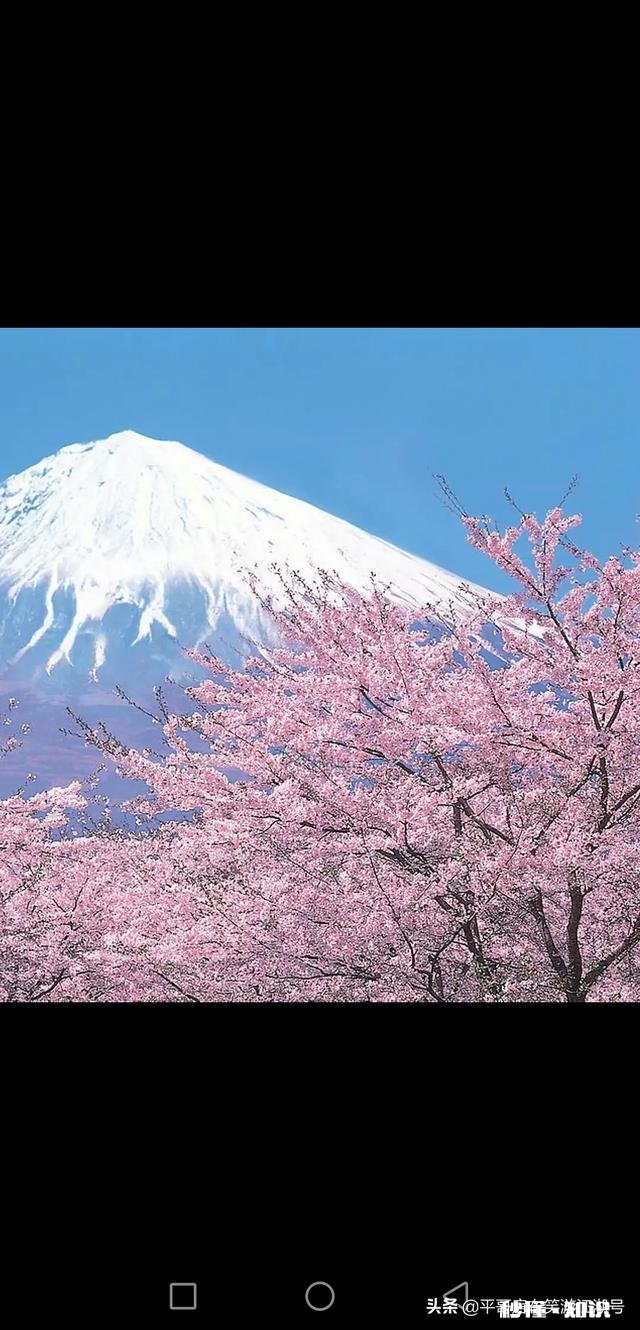 怎么样看待有些人不去武大校园赏樱花,而专程去日本赏樱的行为