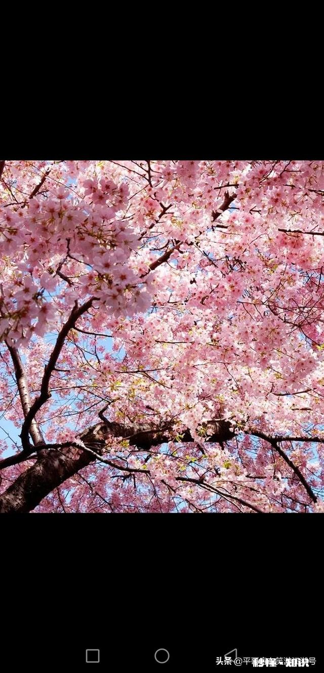 怎么样看待有些人不去武大校园赏樱花,而专程去日本赏樱的行为