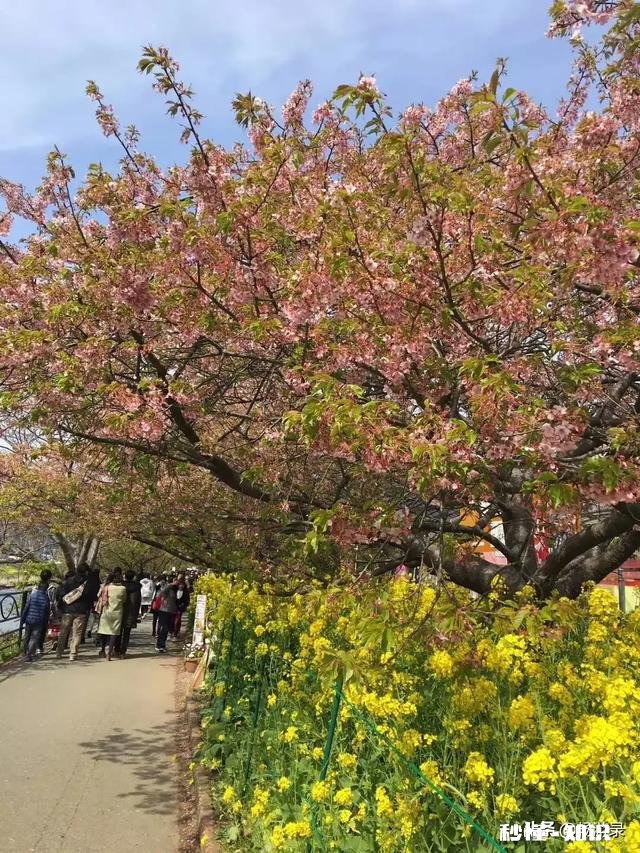 怎么样看待有些人不去武大校园赏樱花,而专程去日本赏樱的行为