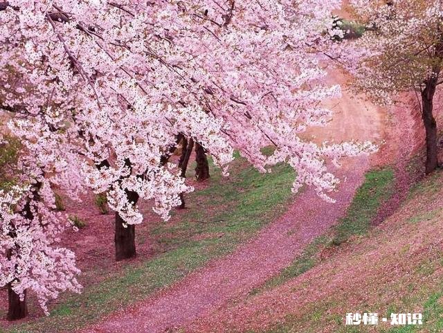 怎么样看待有些人不去武大校园赏樱花,而专程去日本赏樱的行为
