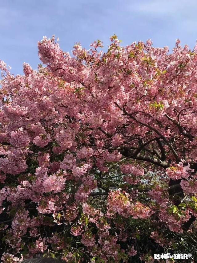 怎么样看待有些人不去武大校园赏樱花,而专程去日本赏樱的行为