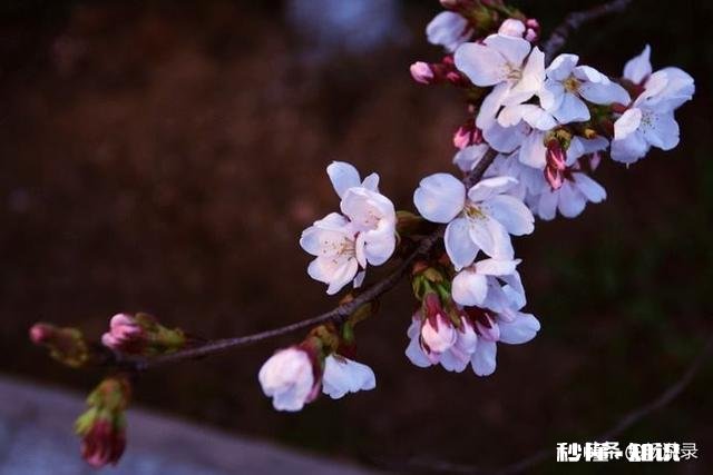 怎么样看待有些人不去武大校园赏樱花,而专程去日本赏樱的行为