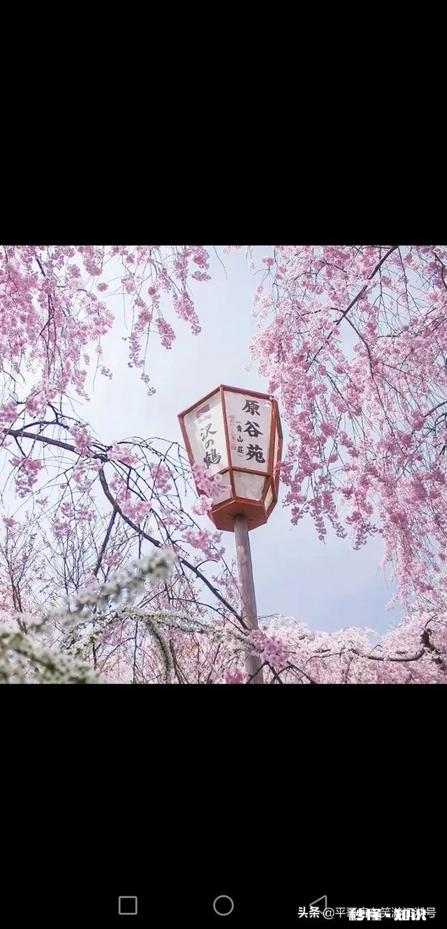 怎么样看待有些人不去武大校园赏樱花,而专程去日本赏樱的行为