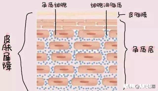 中性皮肤还需要专门护肤吗