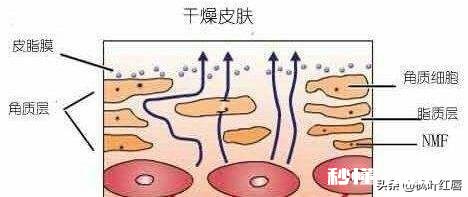 中性皮肤还需要专门护肤吗