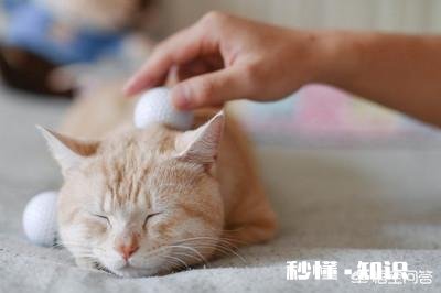 男士养猫遛狗是一种什么心态