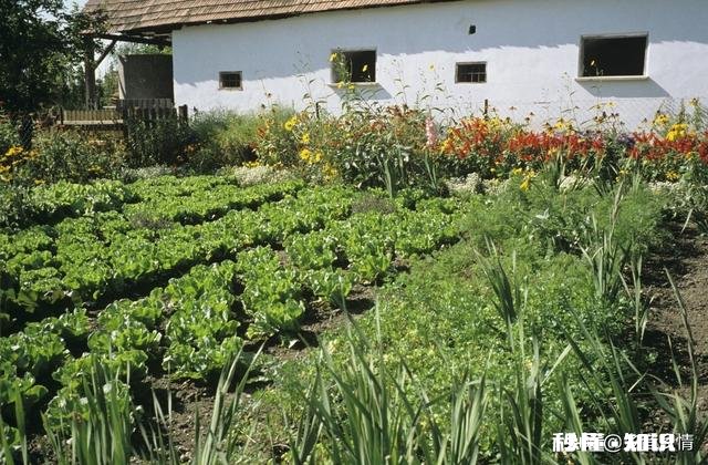 长豆角叶片太多怎么办