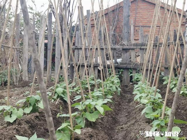 长豆角叶片太多怎么办