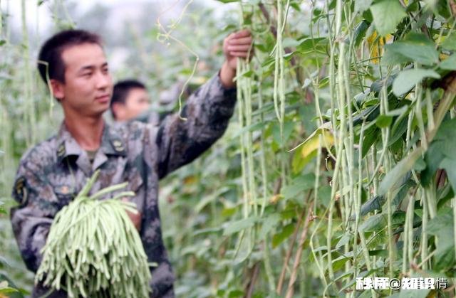 长豆角叶片太多怎么办