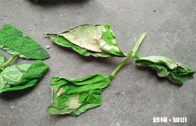 长豆角叶片太多怎么办