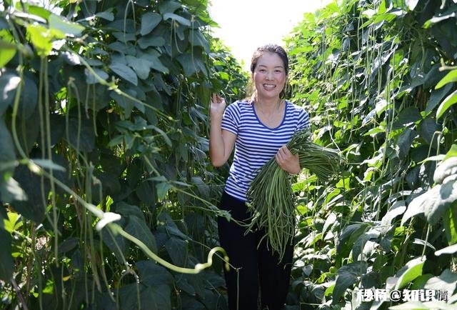 长豆角叶片太多怎么办