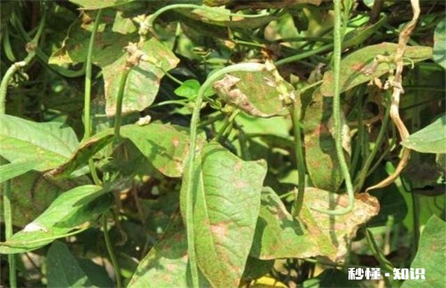 长豆角叶片太多怎么办