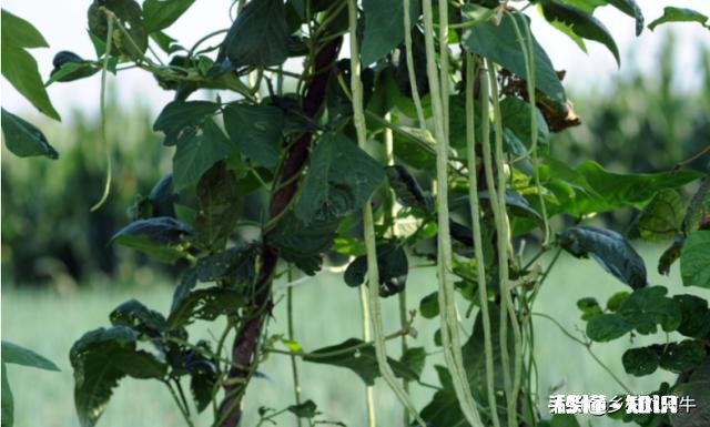 长豆角叶片太多怎么办