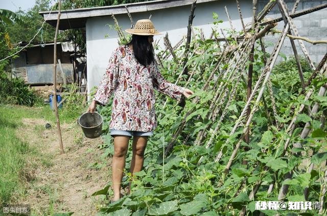 长豆角叶片太多怎么办