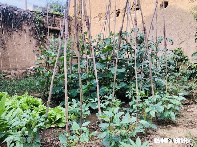 长豆角叶片太多怎么办