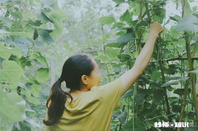 长豆角叶片太多怎么办