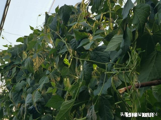 长豆角叶片太多怎么办