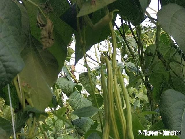 长豆角叶片太多怎么办