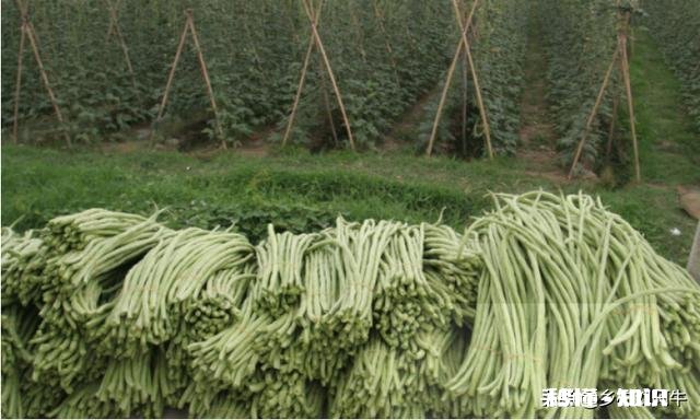 长豆角叶片太多怎么办