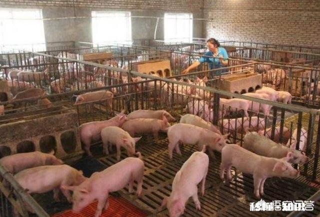 天气变暖，养殖场如何解决苍蝇成灾的问题