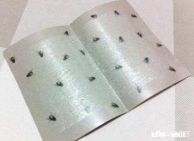 天气变暖，养殖场如何解决苍蝇成灾的问题