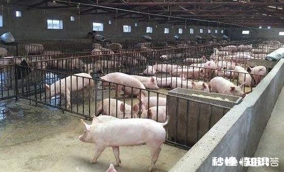 天气变暖，养殖场如何解决苍蝇成灾的问题