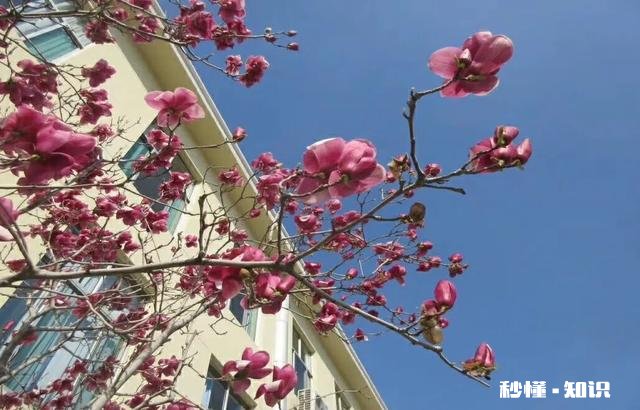 小学语文教学侧重点在哪里，请大家发表高见