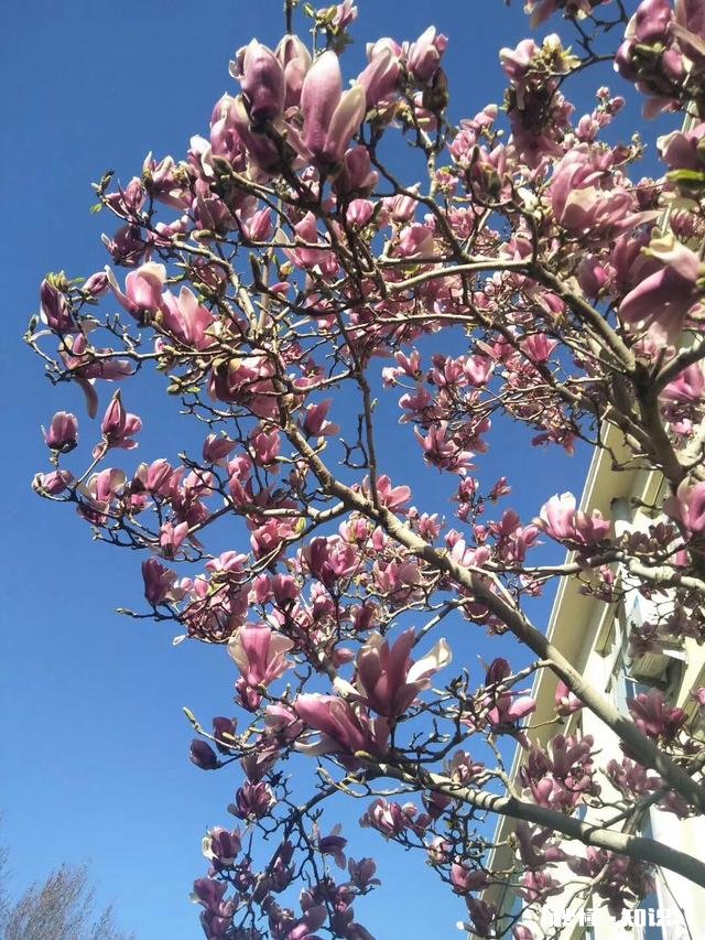 小学语文教学侧重点在哪里，请大家发表高见