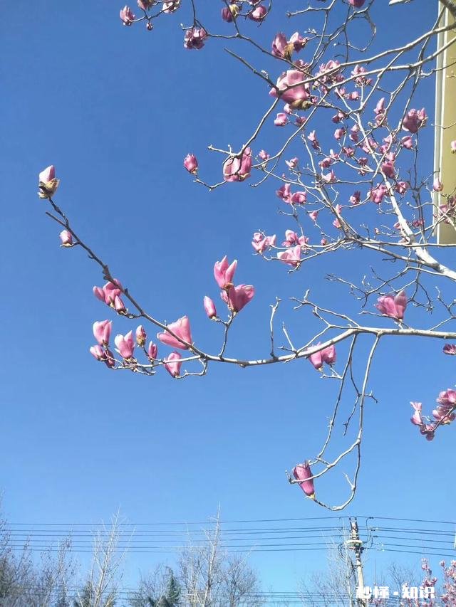 小学语文教学侧重点在哪里，请大家发表高见