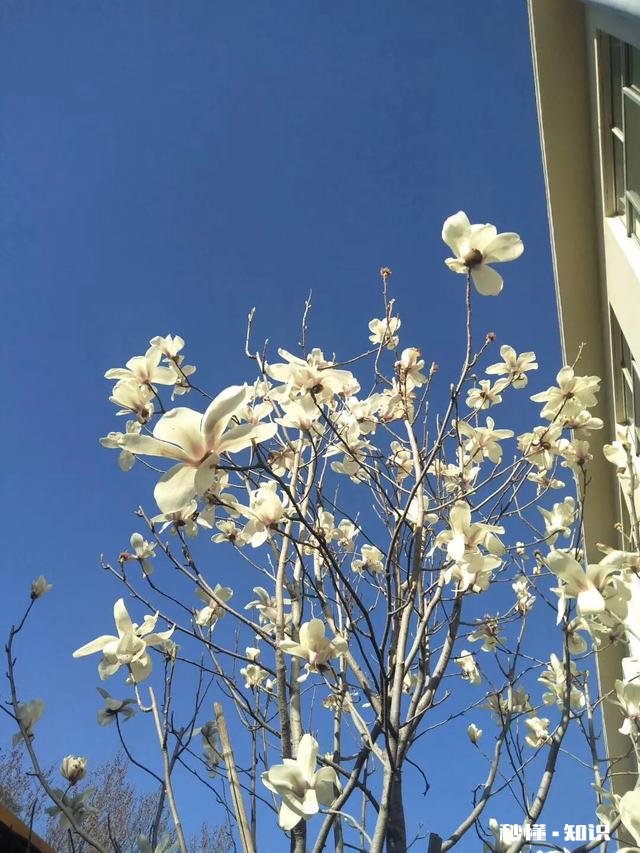 小学语文教学侧重点在哪里，请大家发表高见