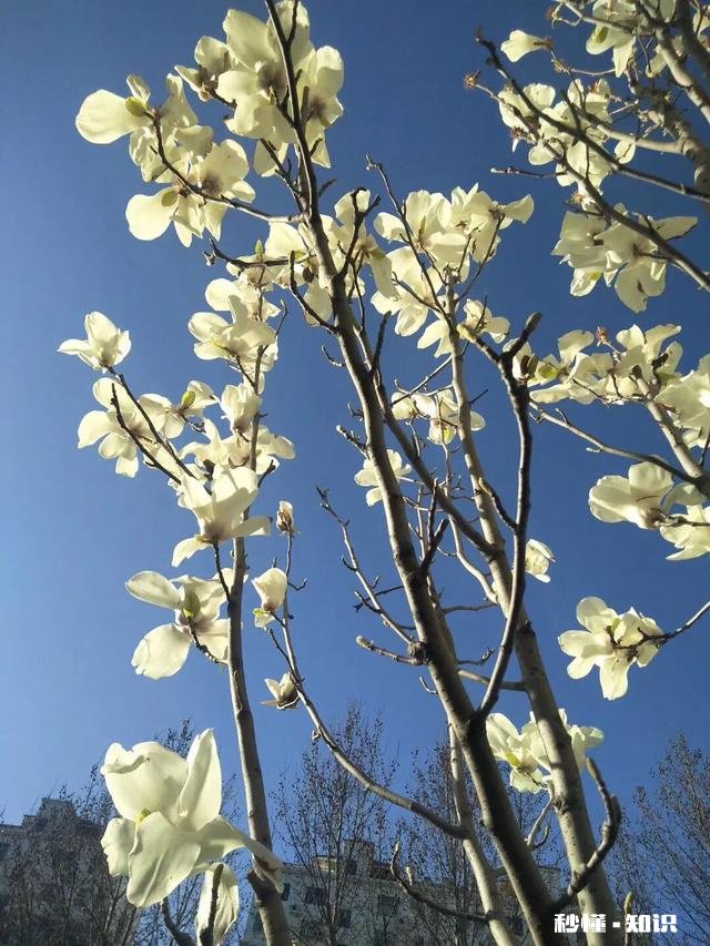 小学语文教学侧重点在哪里，请大家发表高见