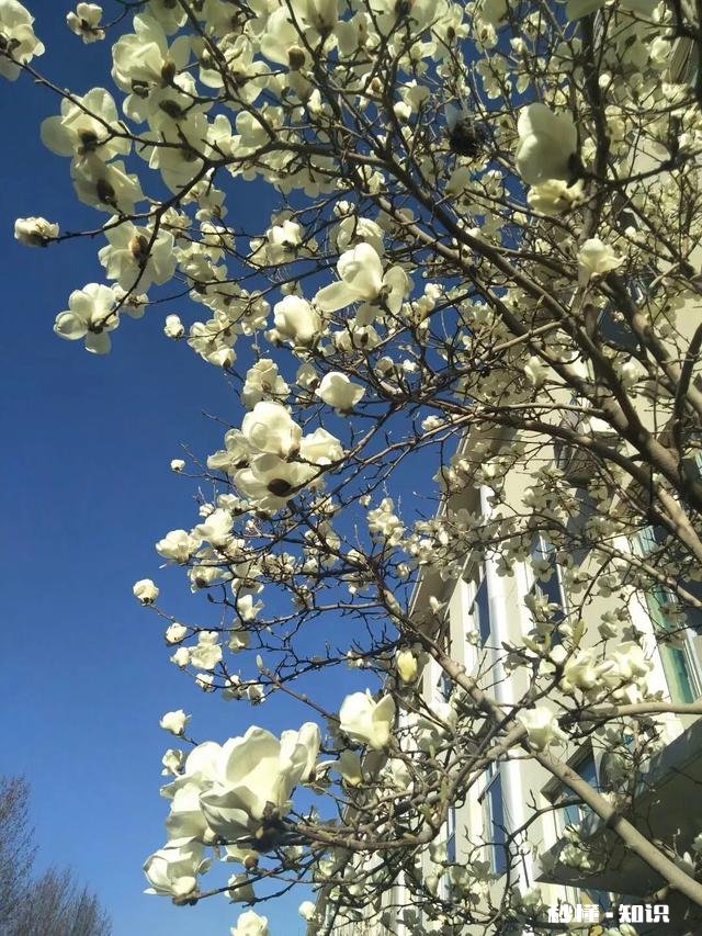 小学语文教学侧重点在哪里，请大家发表高见