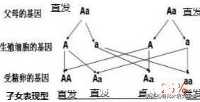 学校不准学生烫发，头发自来卷的要求到医院开证明，你怎么看