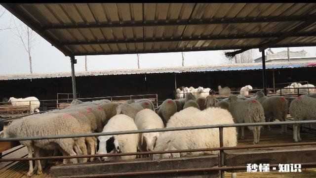 在农村自己生产发酵饲料来卖有前途吗