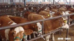 在农村自己生产发酵饲料来卖有前途吗