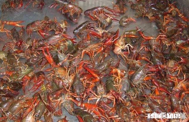 去年7月的龙虾饲料,今年还能用吗